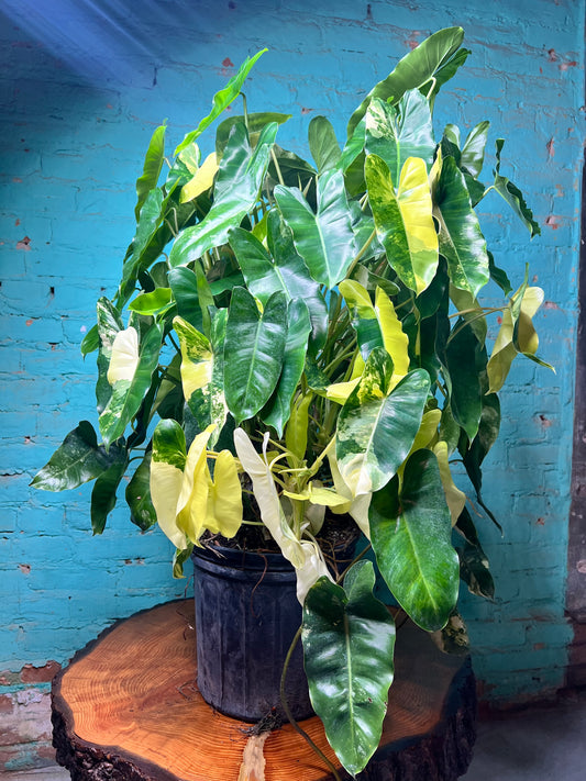 Philodendron Burle Marx Variegated 10” (Mature Plant)
