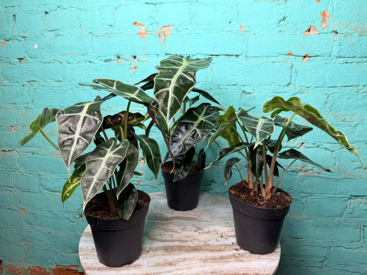 Alocasia Polly 4”