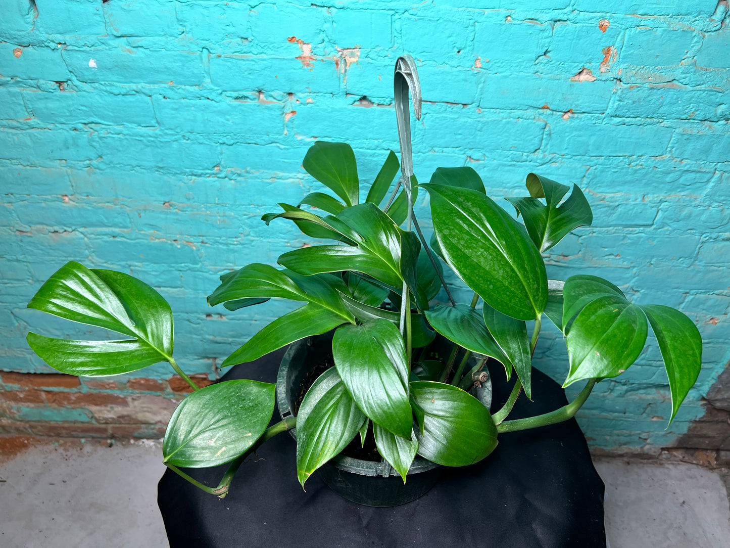 Rhaphidora Decursiva/Dragon Tail 8” basket