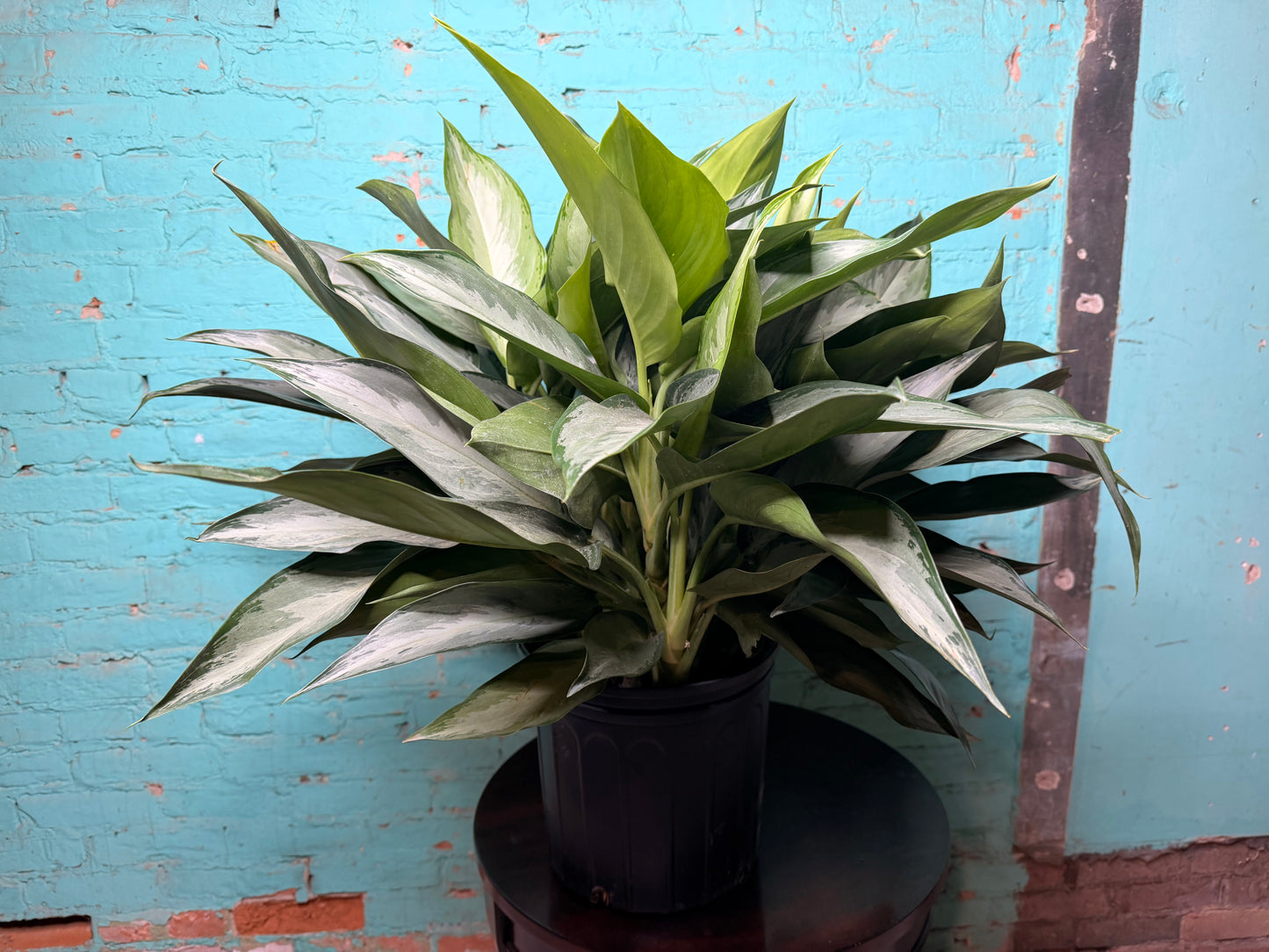 Aglaonema Silver Bay 10”