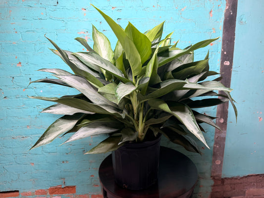 Aglaonema Silver Bay 10”