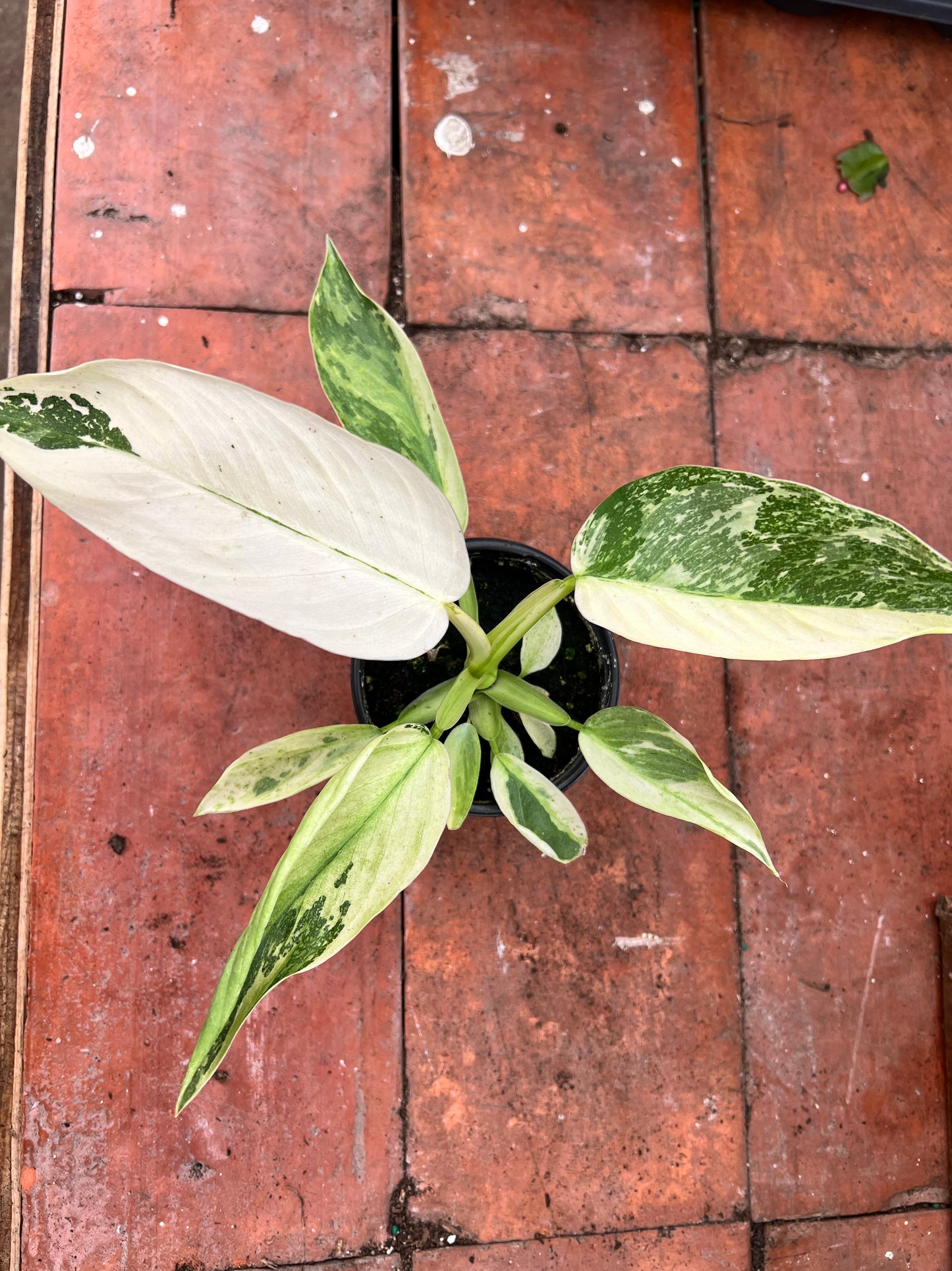 Philodendron Jose Buono Albo 4”