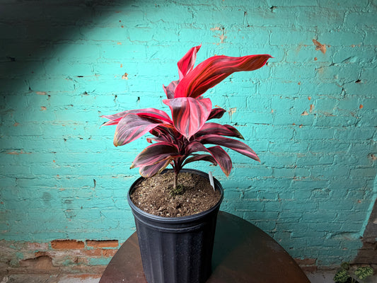 Cordyline Pink Diamond TI 8”
