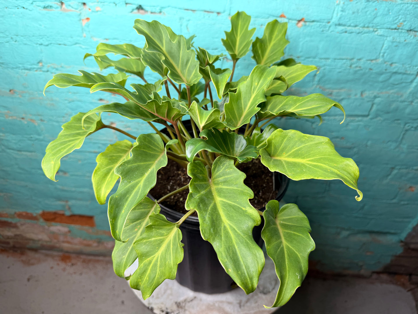 Philodendron Xanadu 10”
