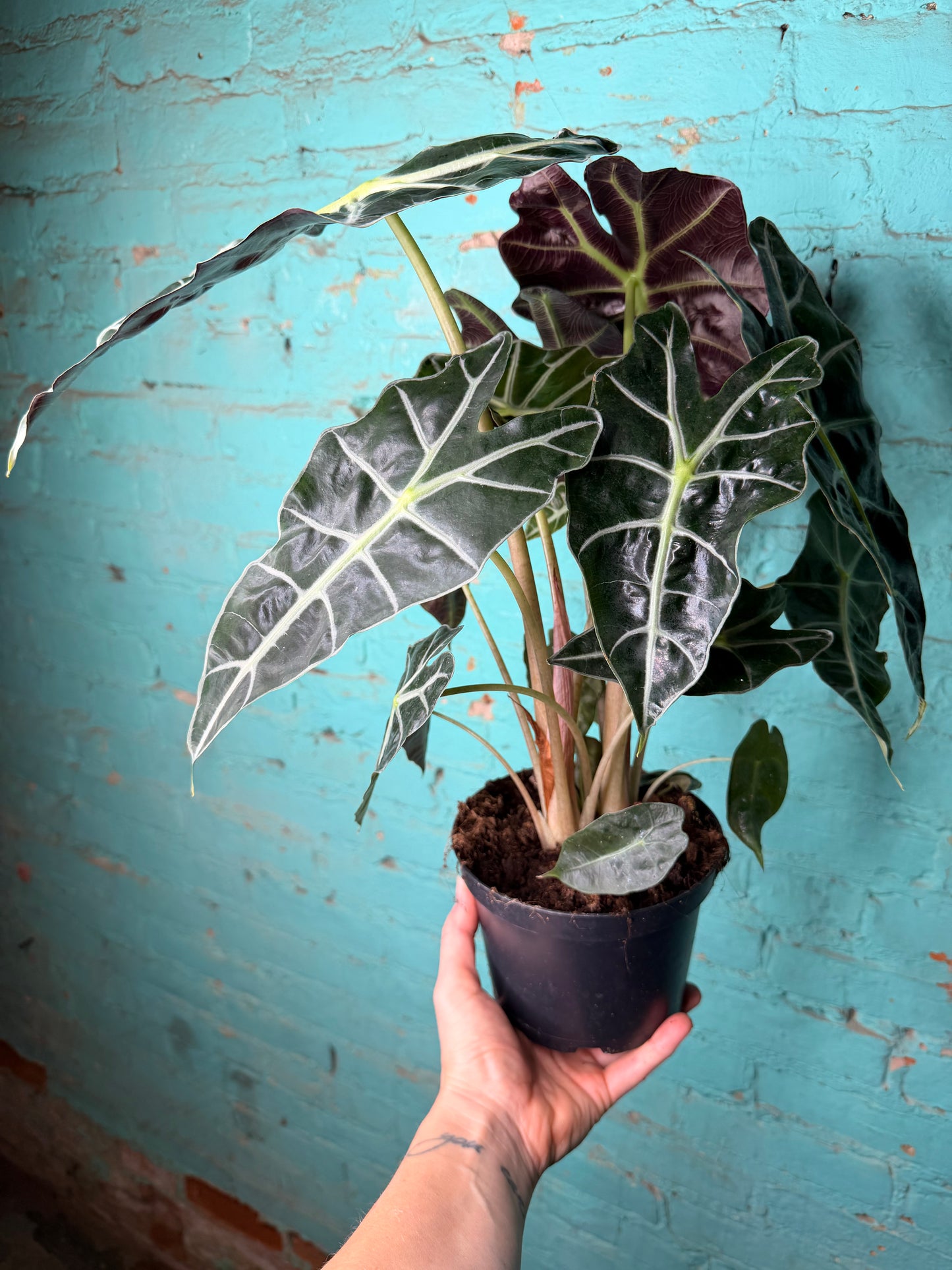 Alocasia Polly 6”
