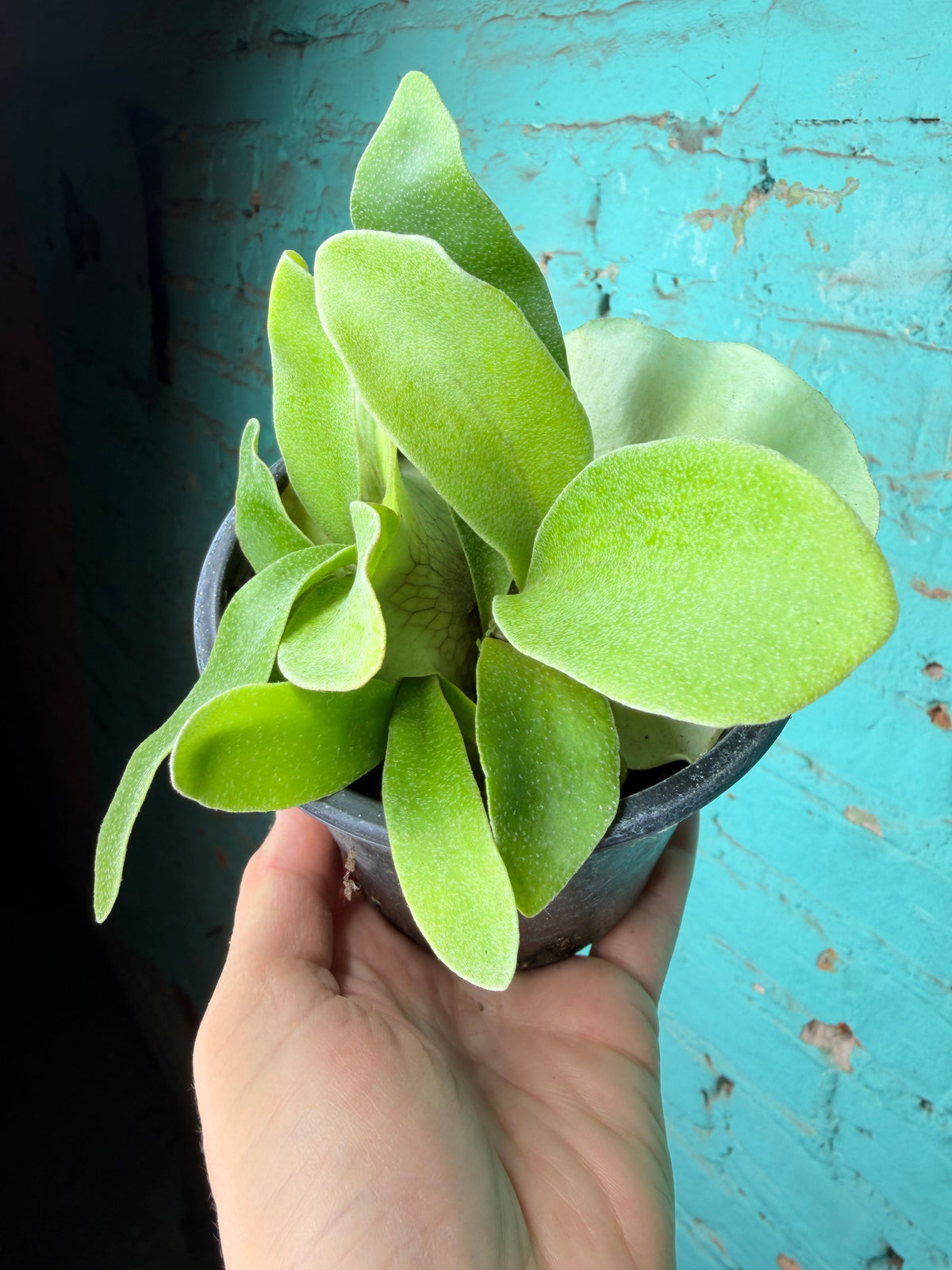 Staghorn Fern 4”