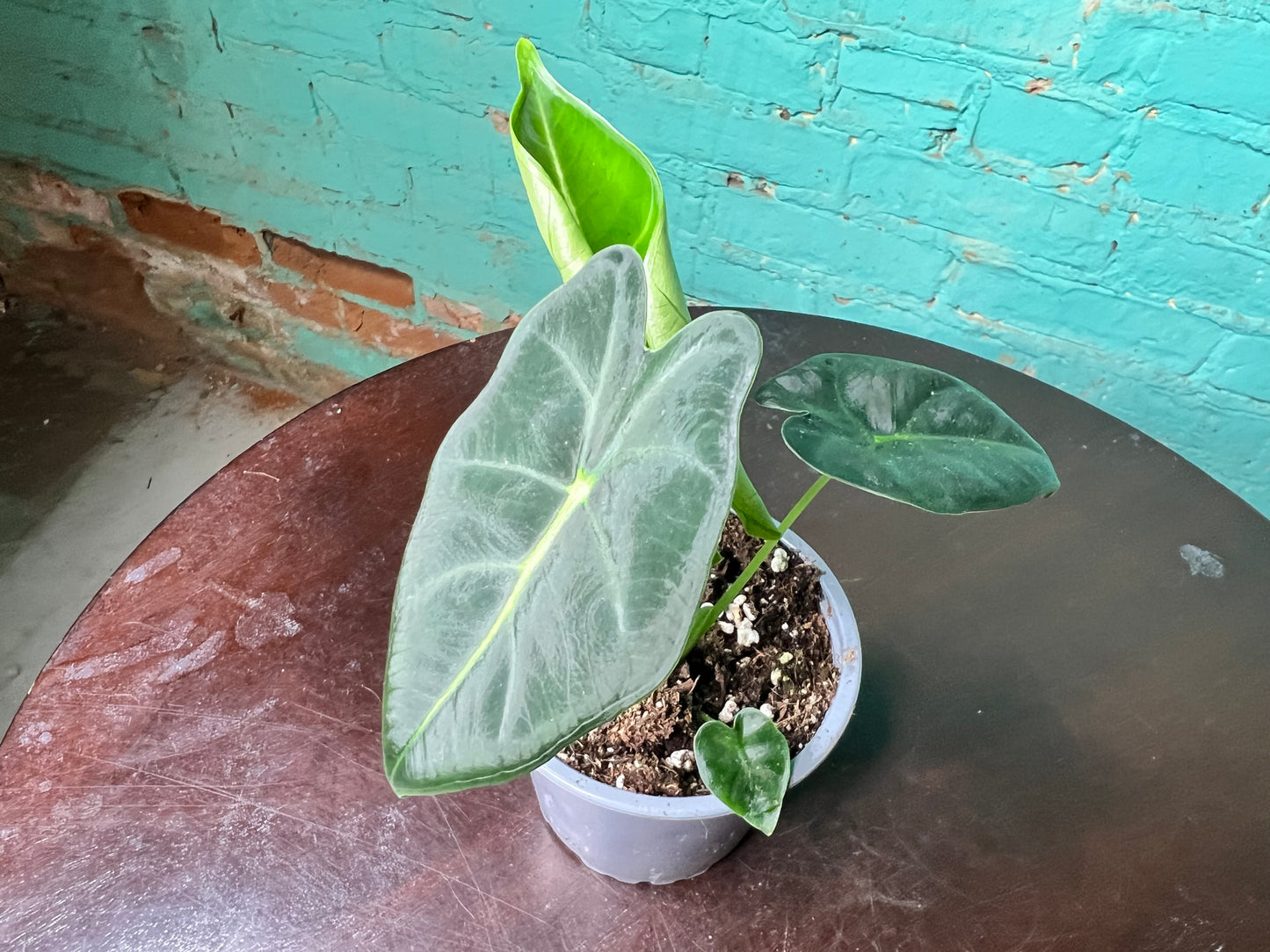 Alocasia Frydrek 4”