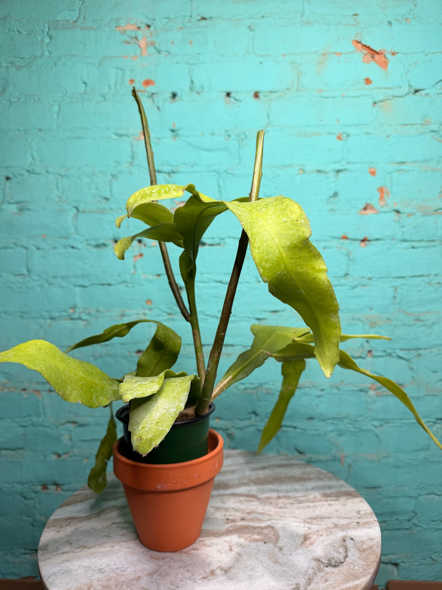 Epiphyllum Oxypetalum- Queen Of The Night