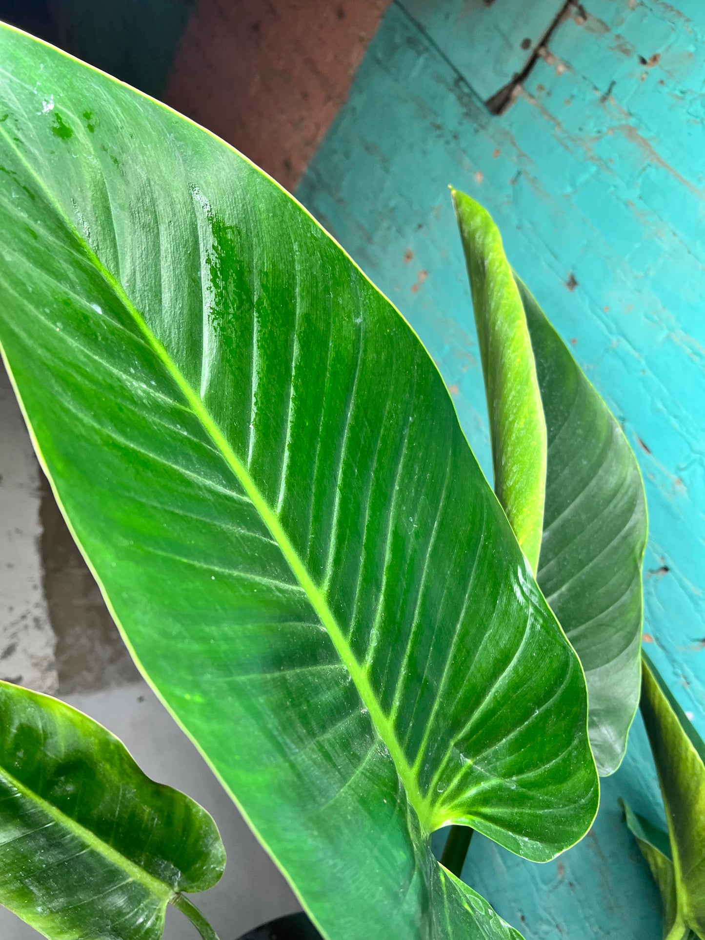 Philodendron Congo Thailand 10”