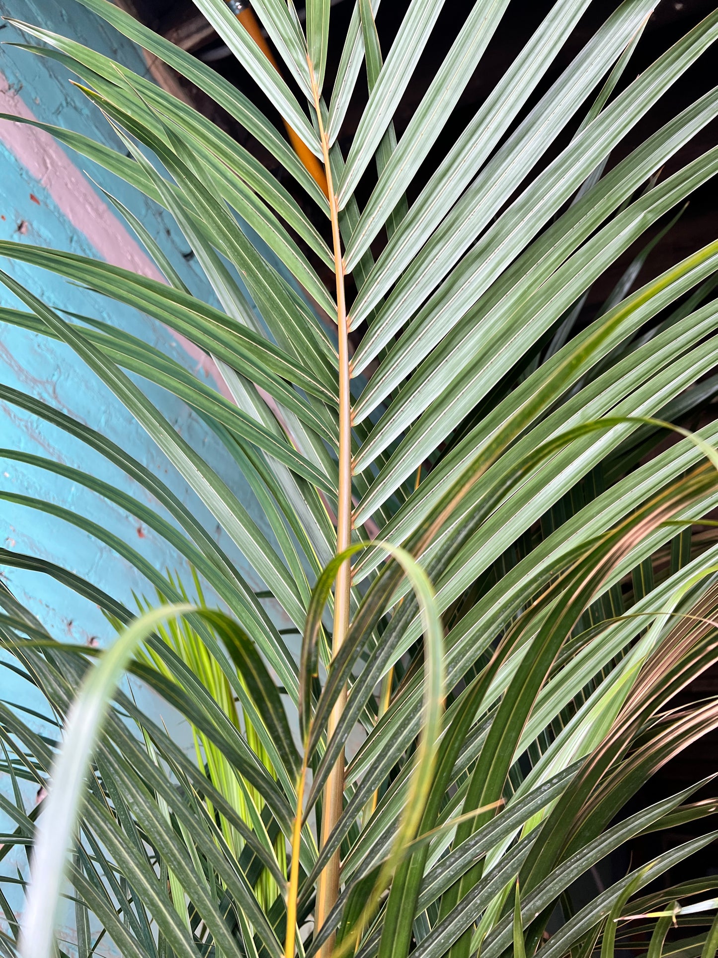 Spindle Palm 10”
