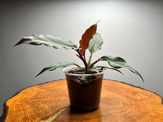 Philodendron Choco Empress