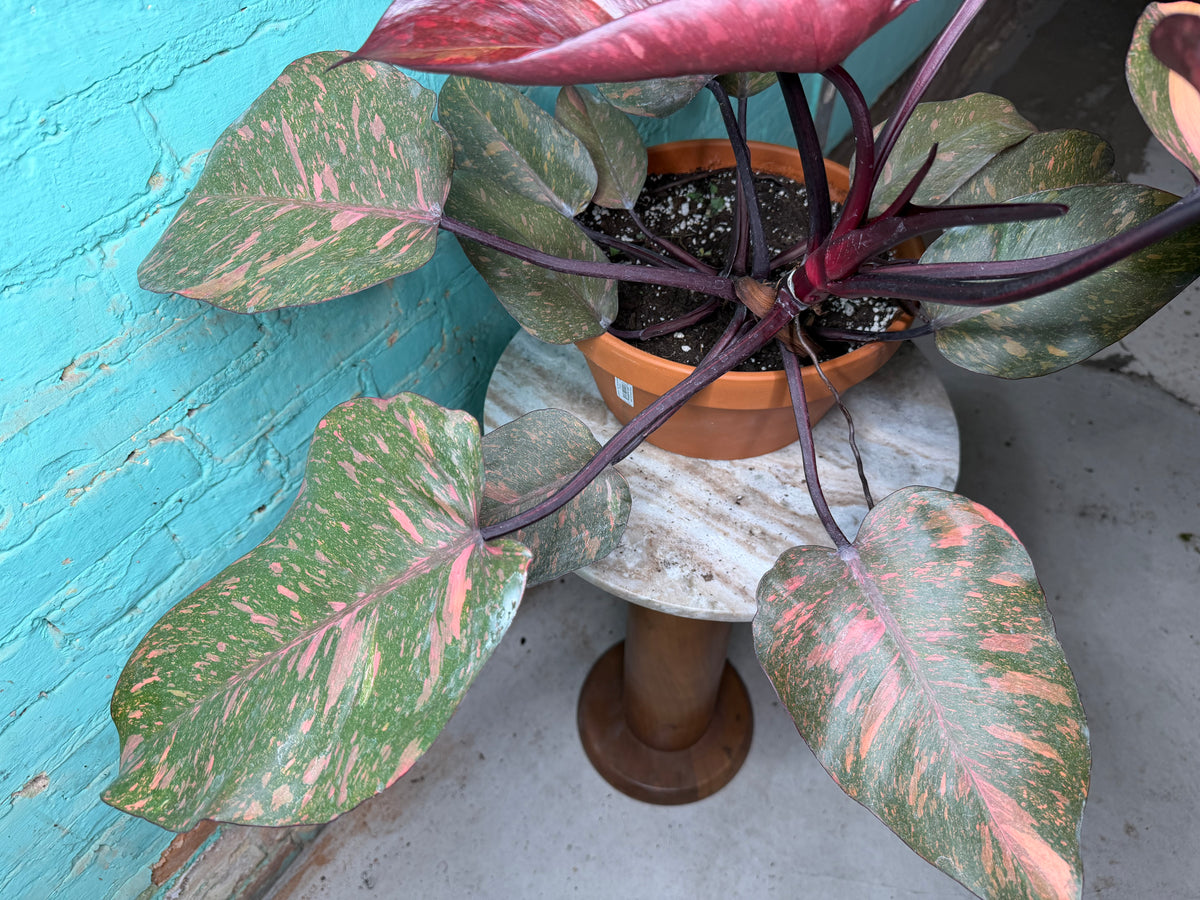 Philodendron Orange Princess 8”