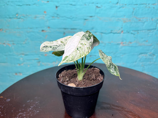 Alocasia Dragon Scale Mint 4”