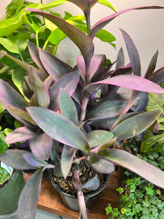 Sweet Potato Vine-Setcreasea Purple