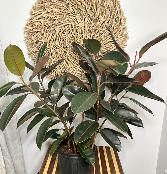 Rubber Tree-Burgundy 10”