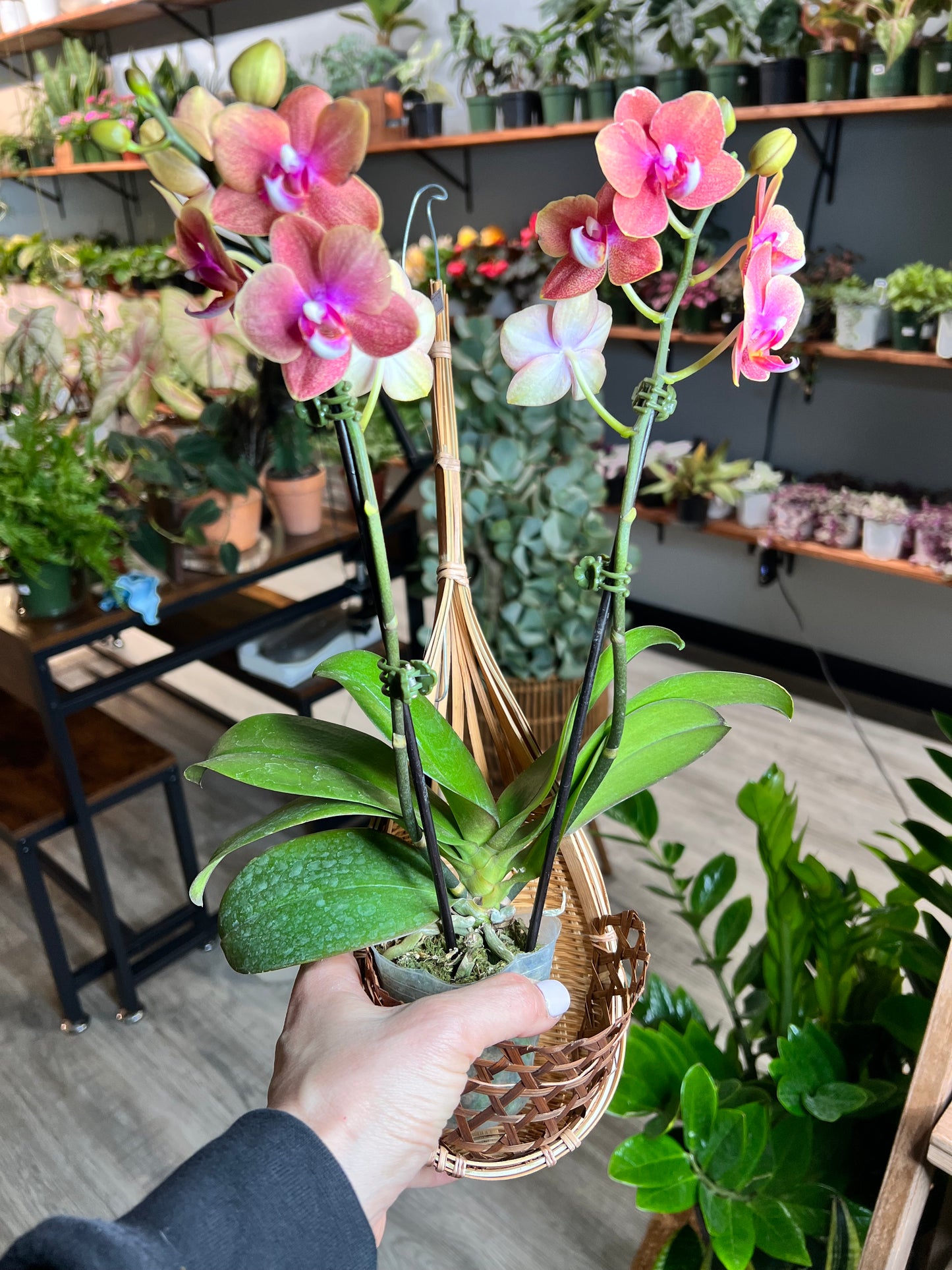 Moth Orchids with hanger