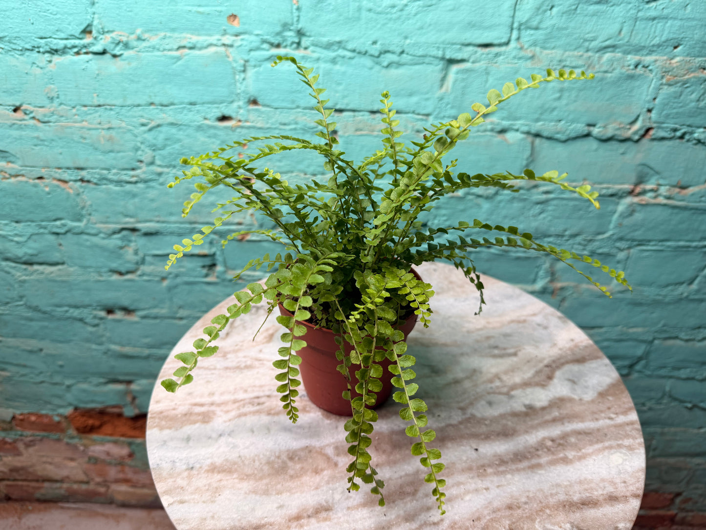 Lemon Button Fern 4”