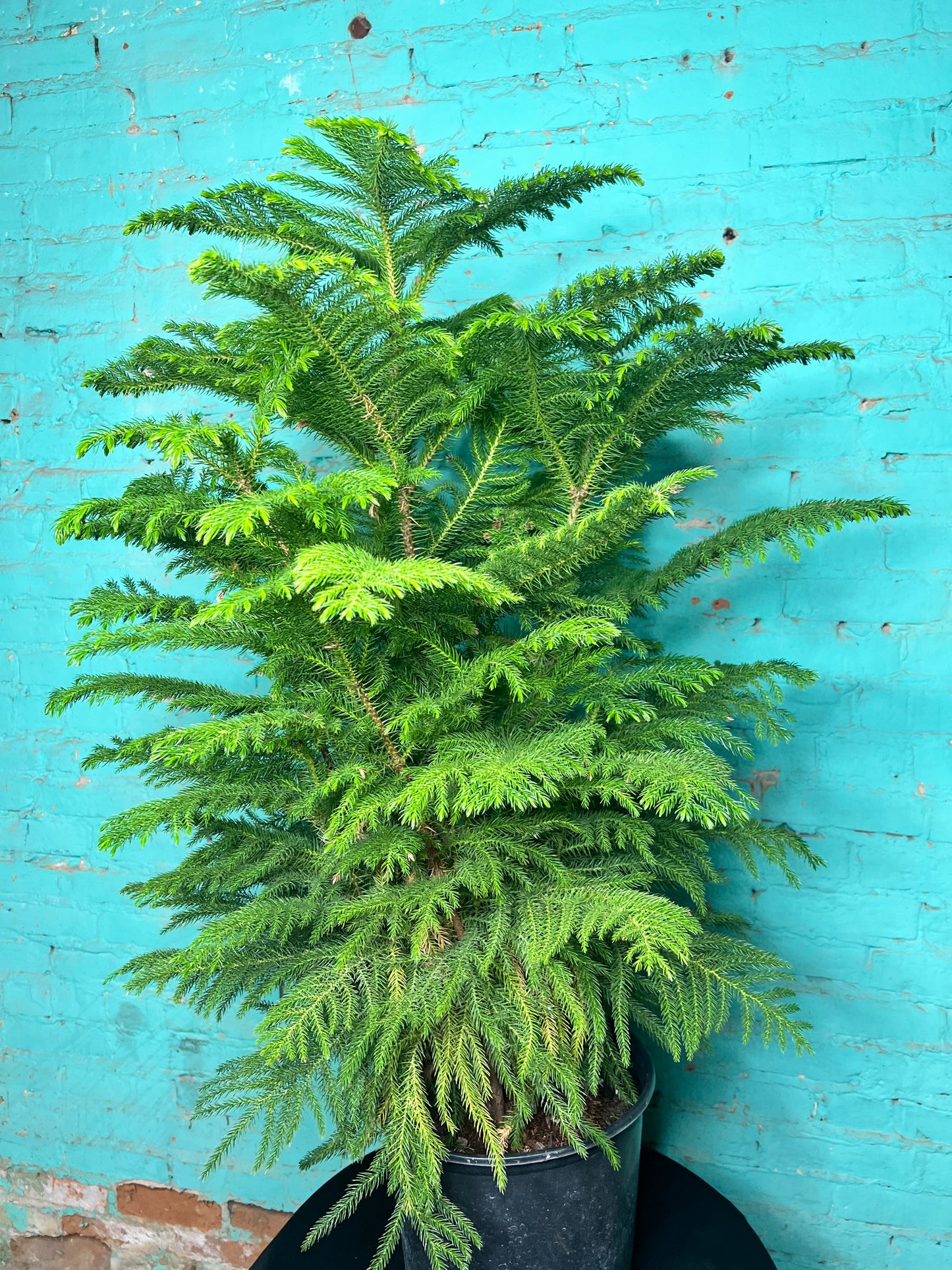 Norfolk Pine 10”