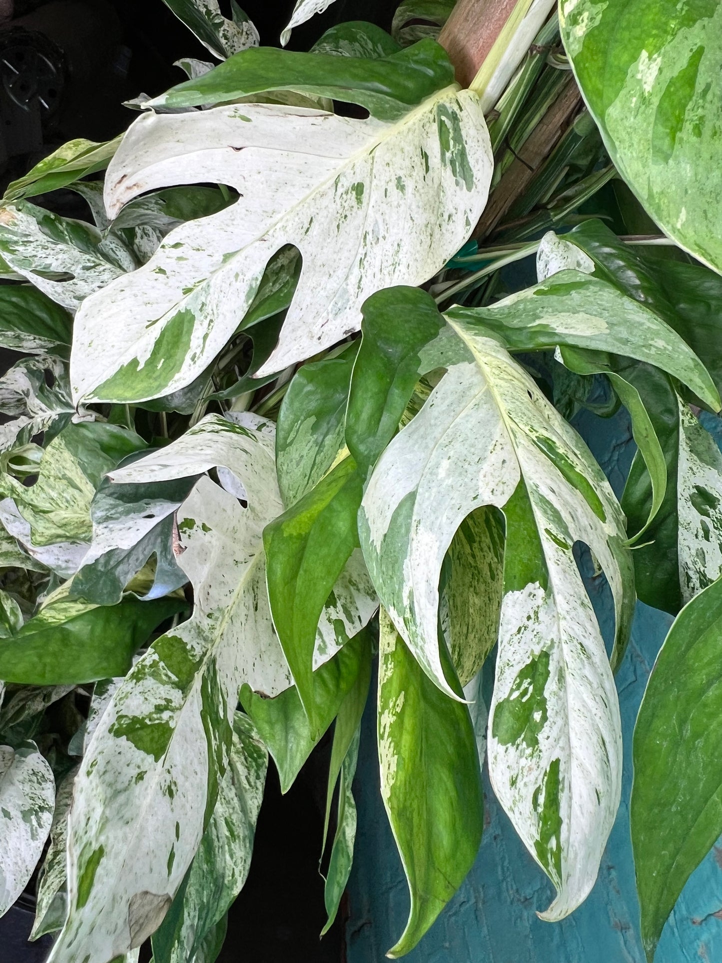 Epipremnum Pinnatum Marble Flame 10” totem