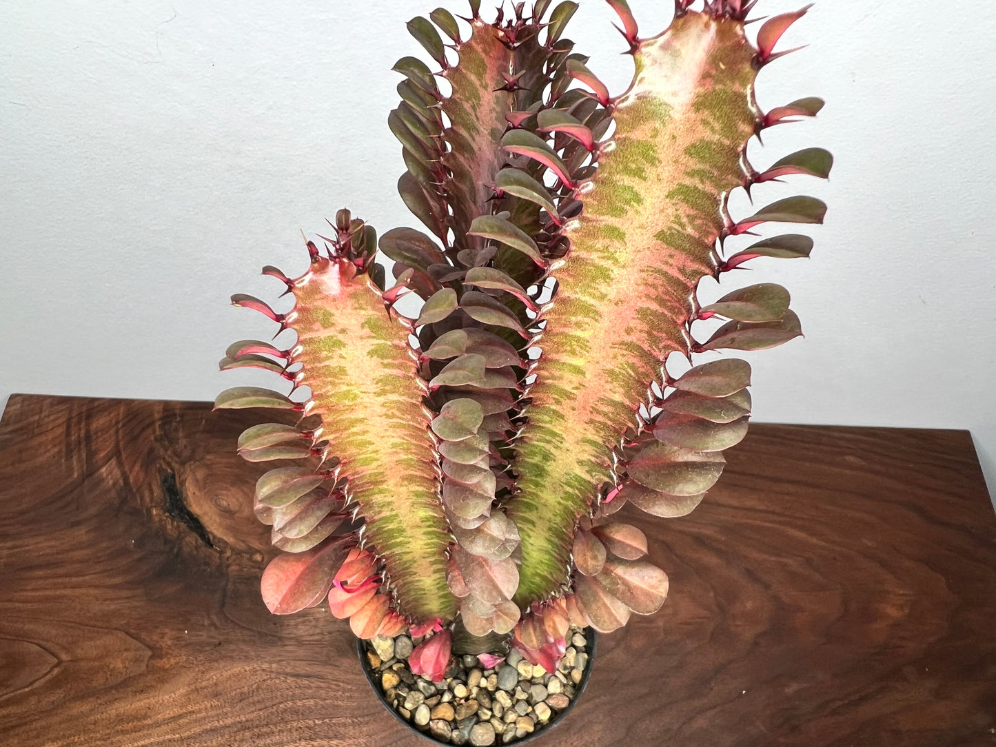 Euphorbia Trigonia Red