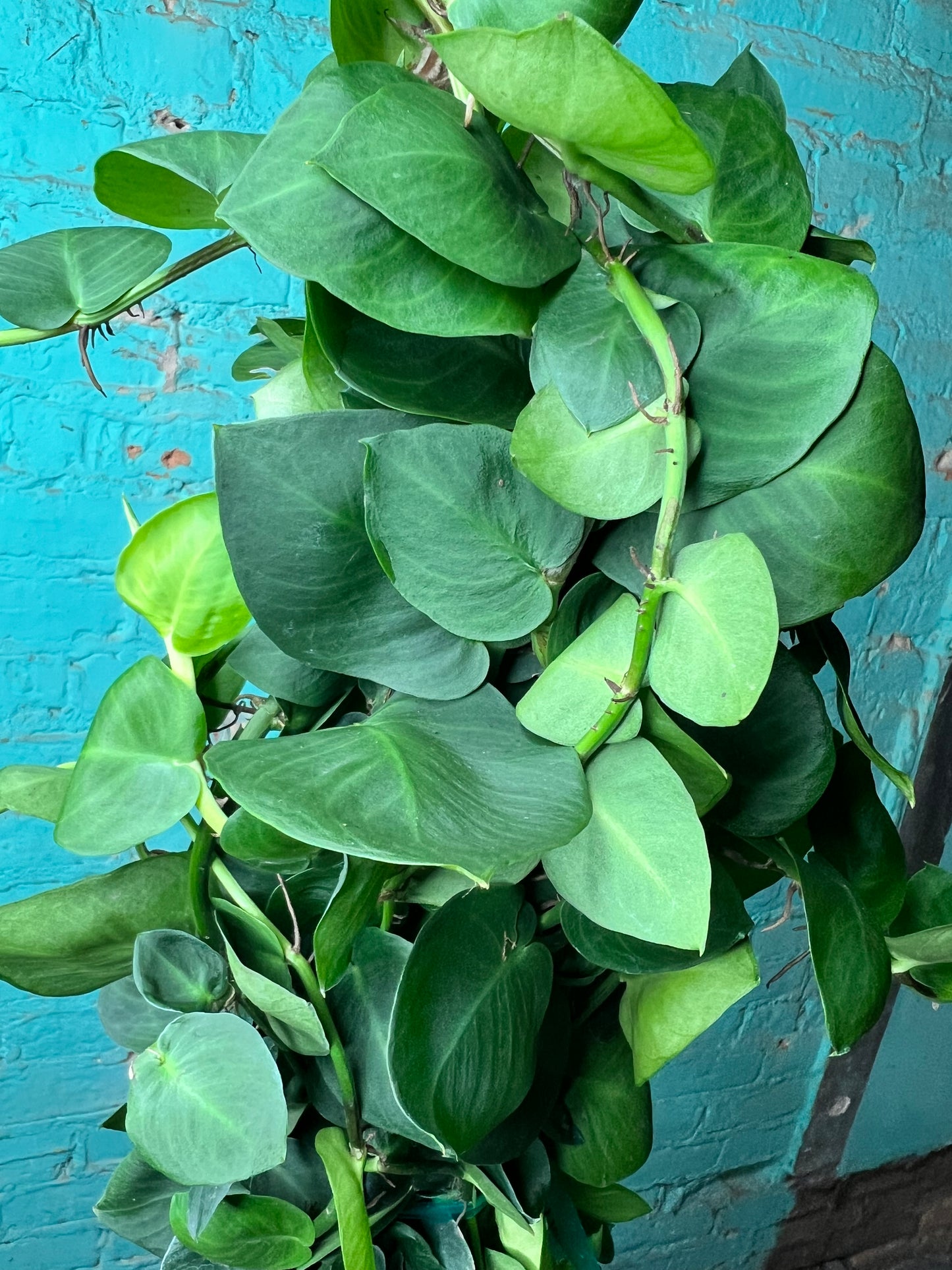 Philodendron Rhaphidophora korthalsii