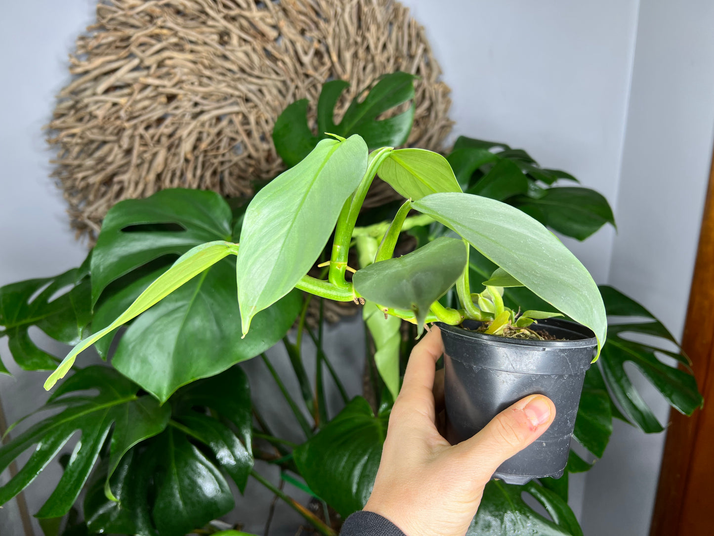 Philodendron Silver Sword