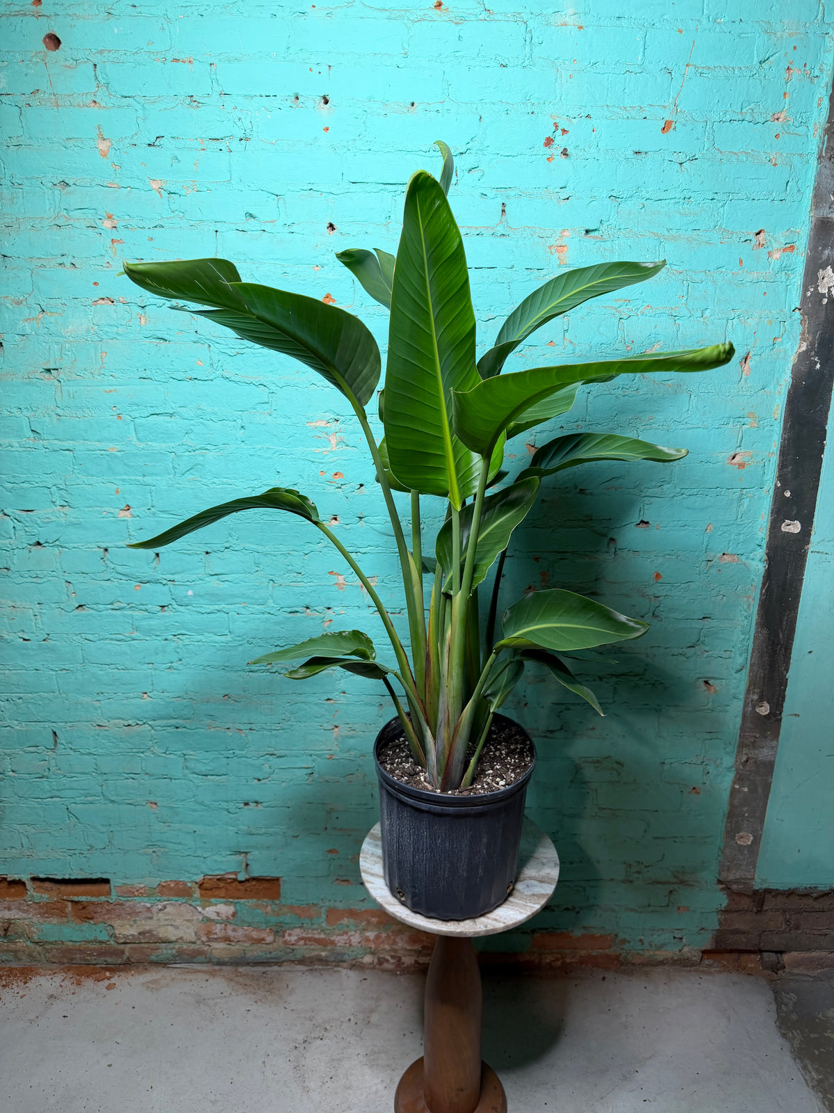 Bird of Paradise White 10 39”-42”