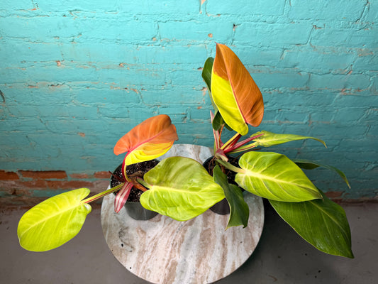 Philodendron Red Moon Tri-color 4”