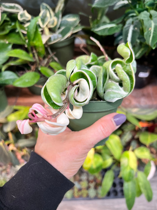 Hoya compacta Variegated