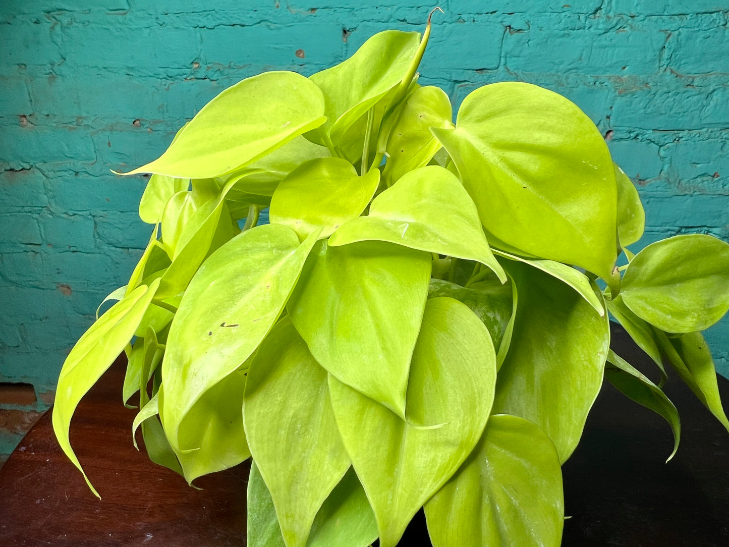 Philodendron Neon Heart Leaf 6”
