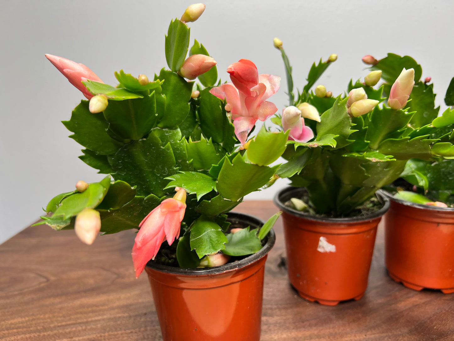 Thanksgiving Cactus 4”