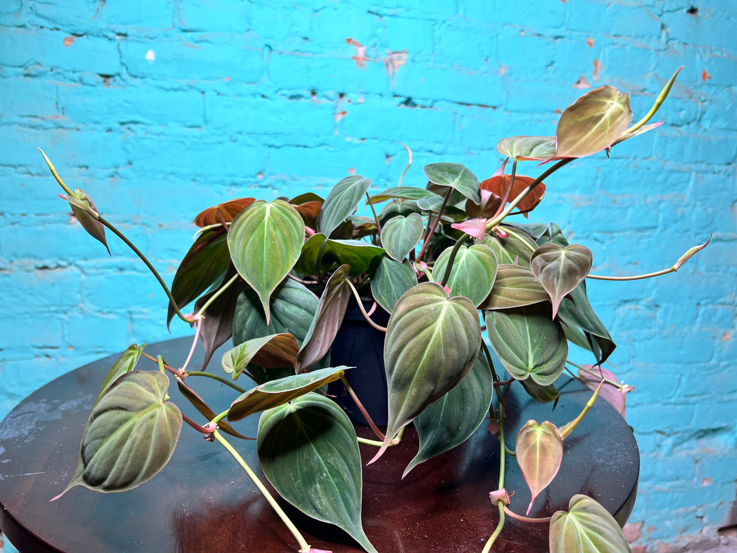 Philodendron Mican 6”