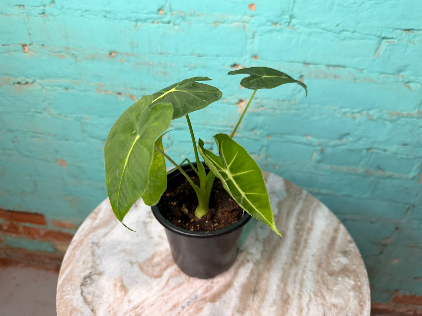 Alocasia Frydrek 4”