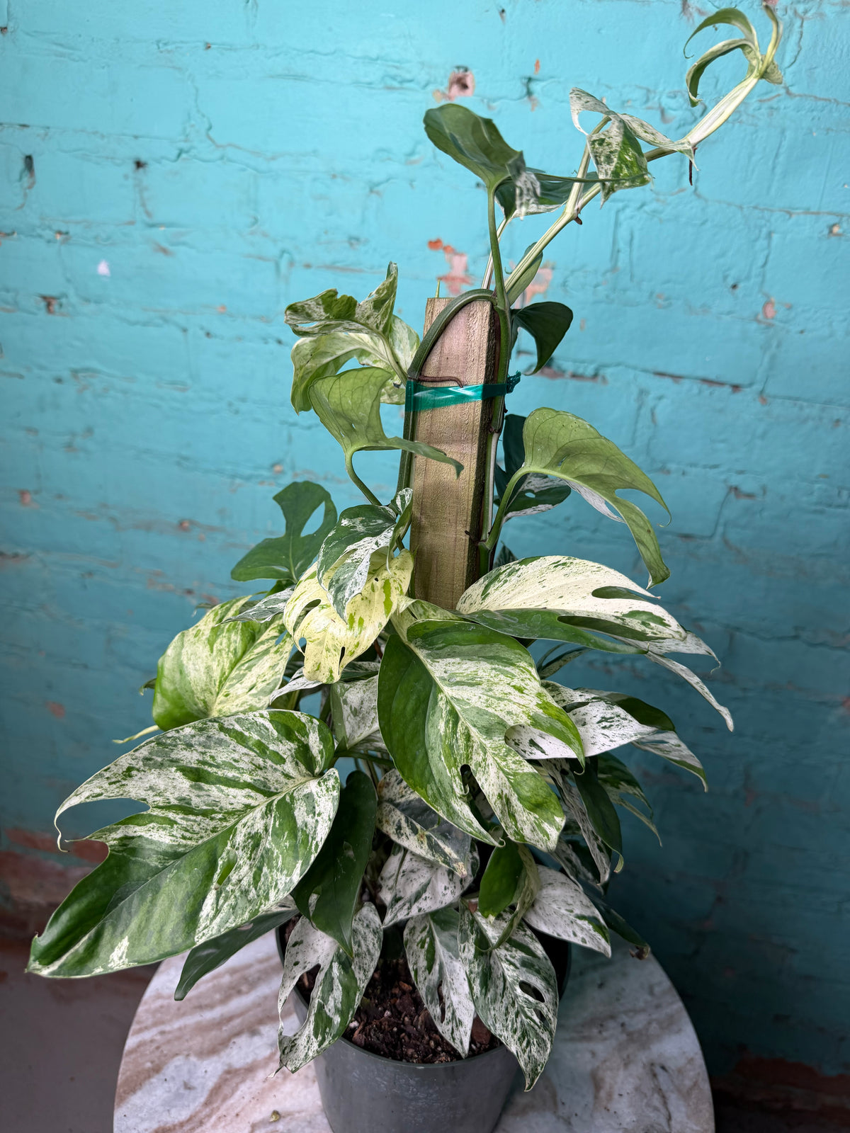 Epipremnum Pinnatum Marble Flame 6” totem