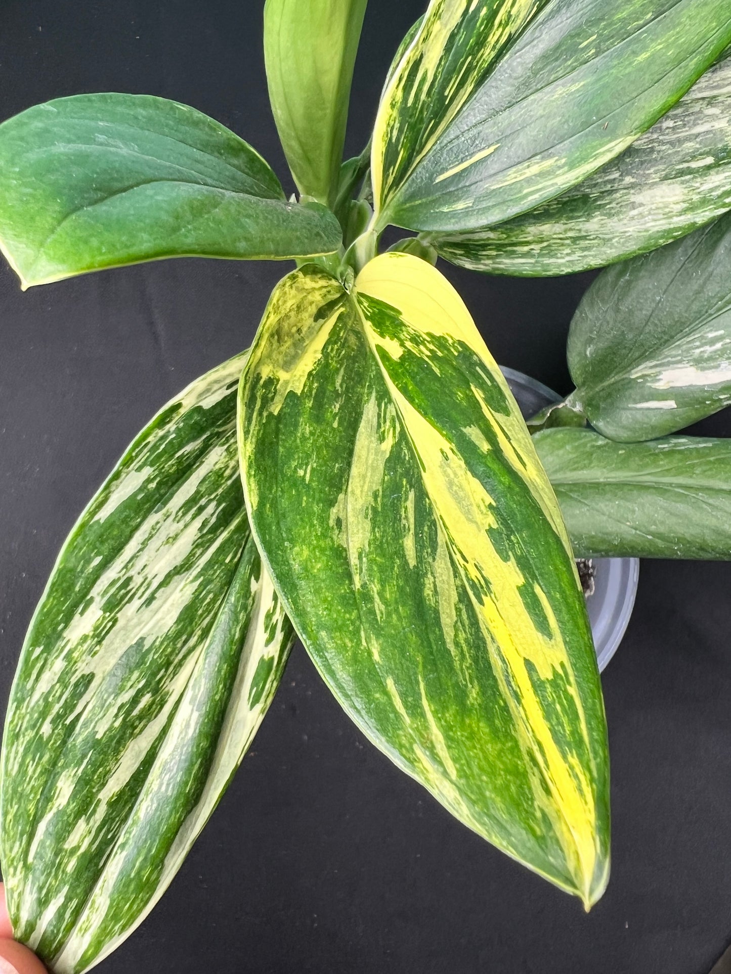 Monstera Standleyana Variegated