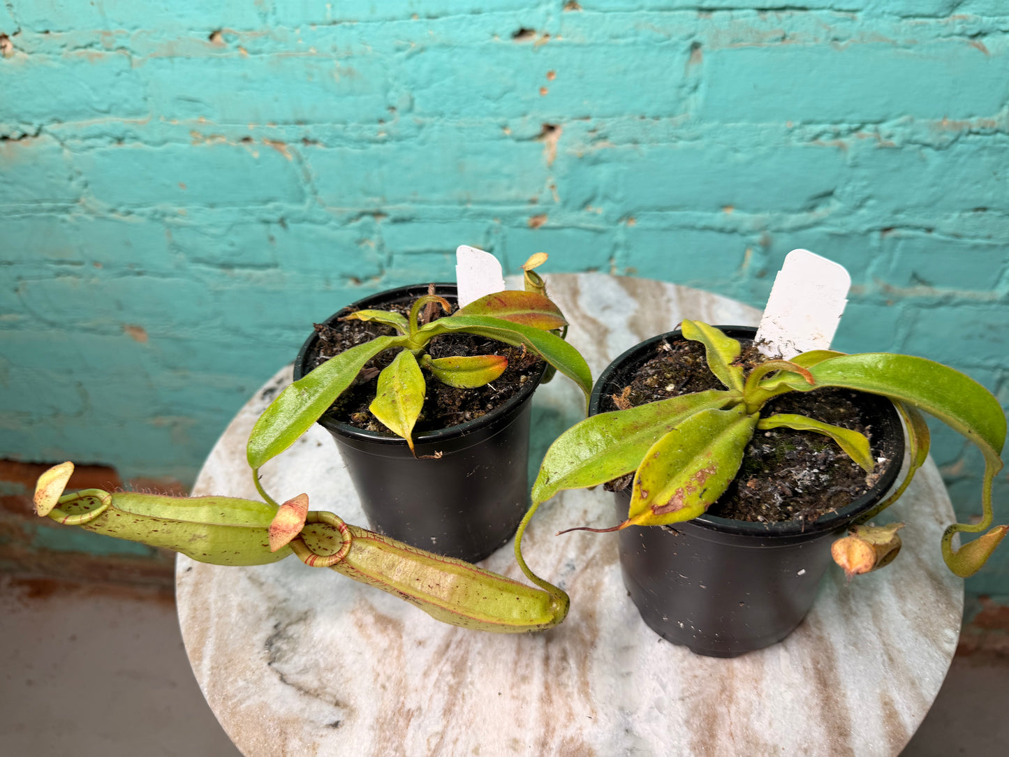 Nepenthes Pitcher Plant “Dyeriana” 4”