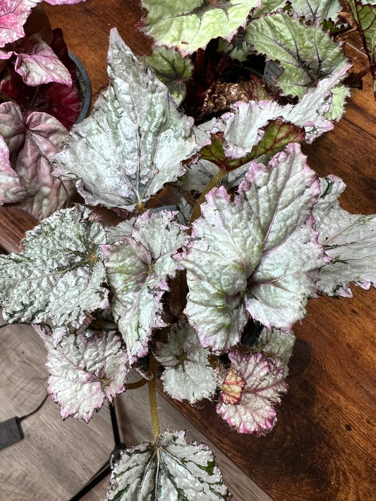 Begonia 1
