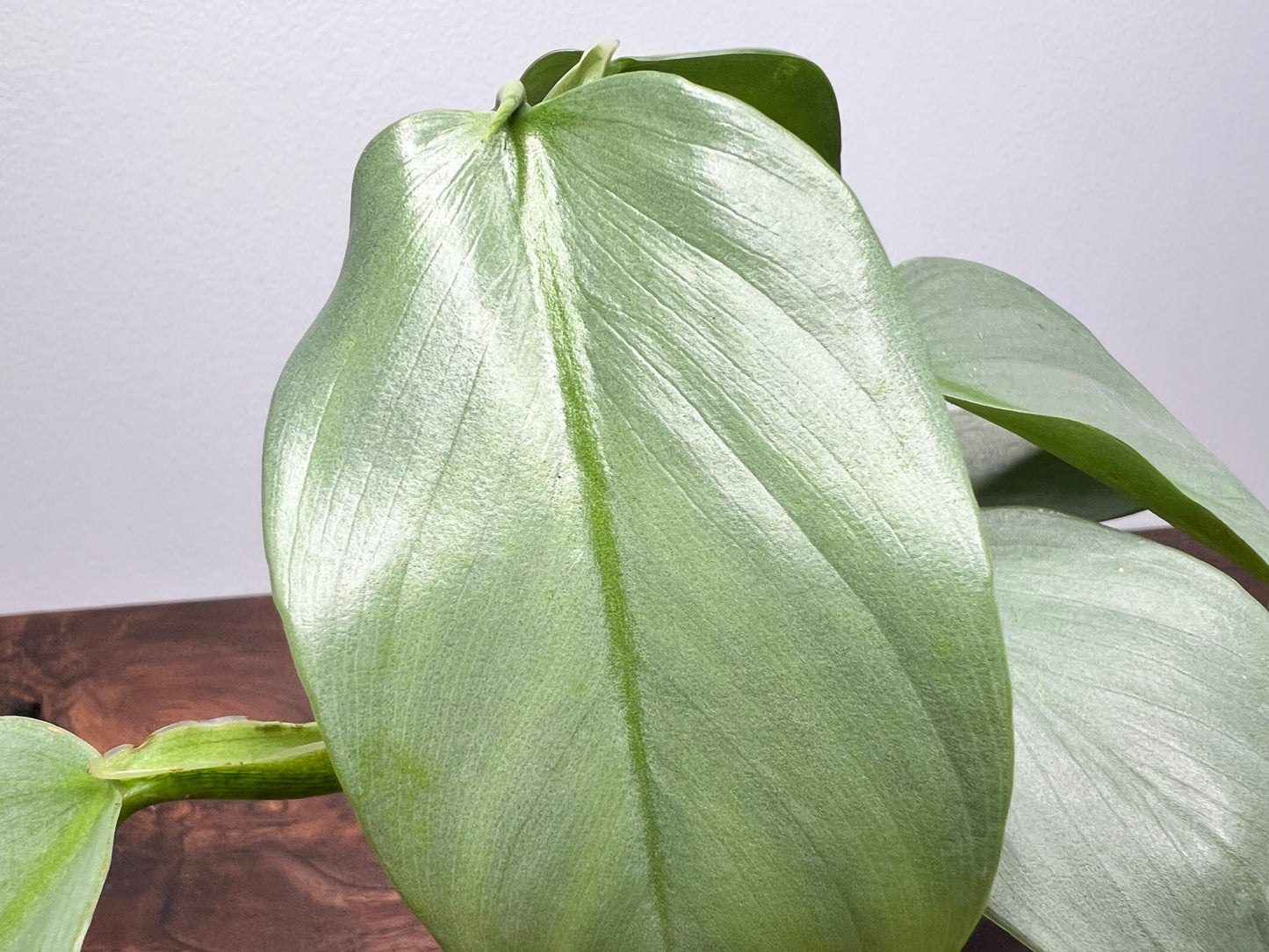 Philodendron Silver Sword