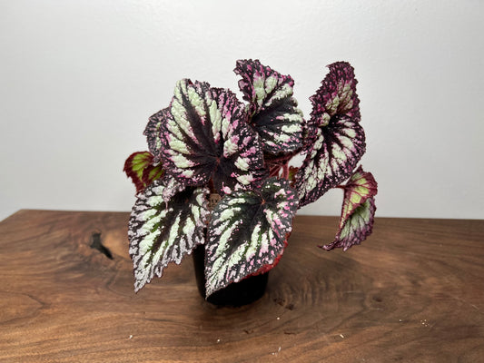 Begonia 'Fireworks'