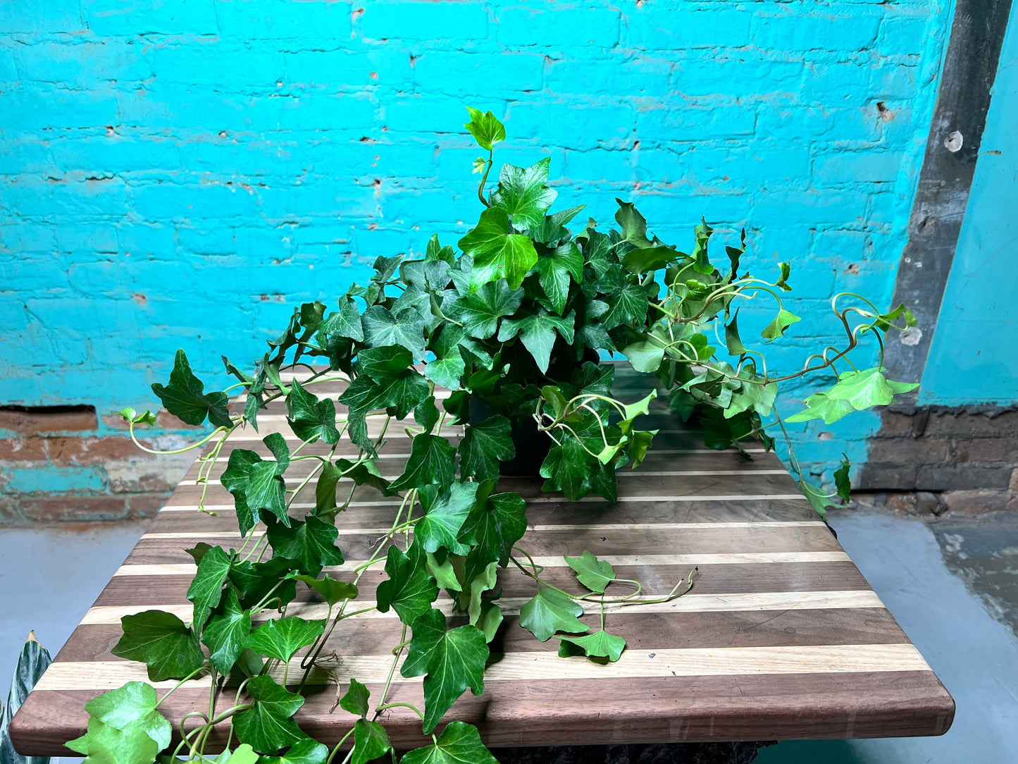 Ivy 6”