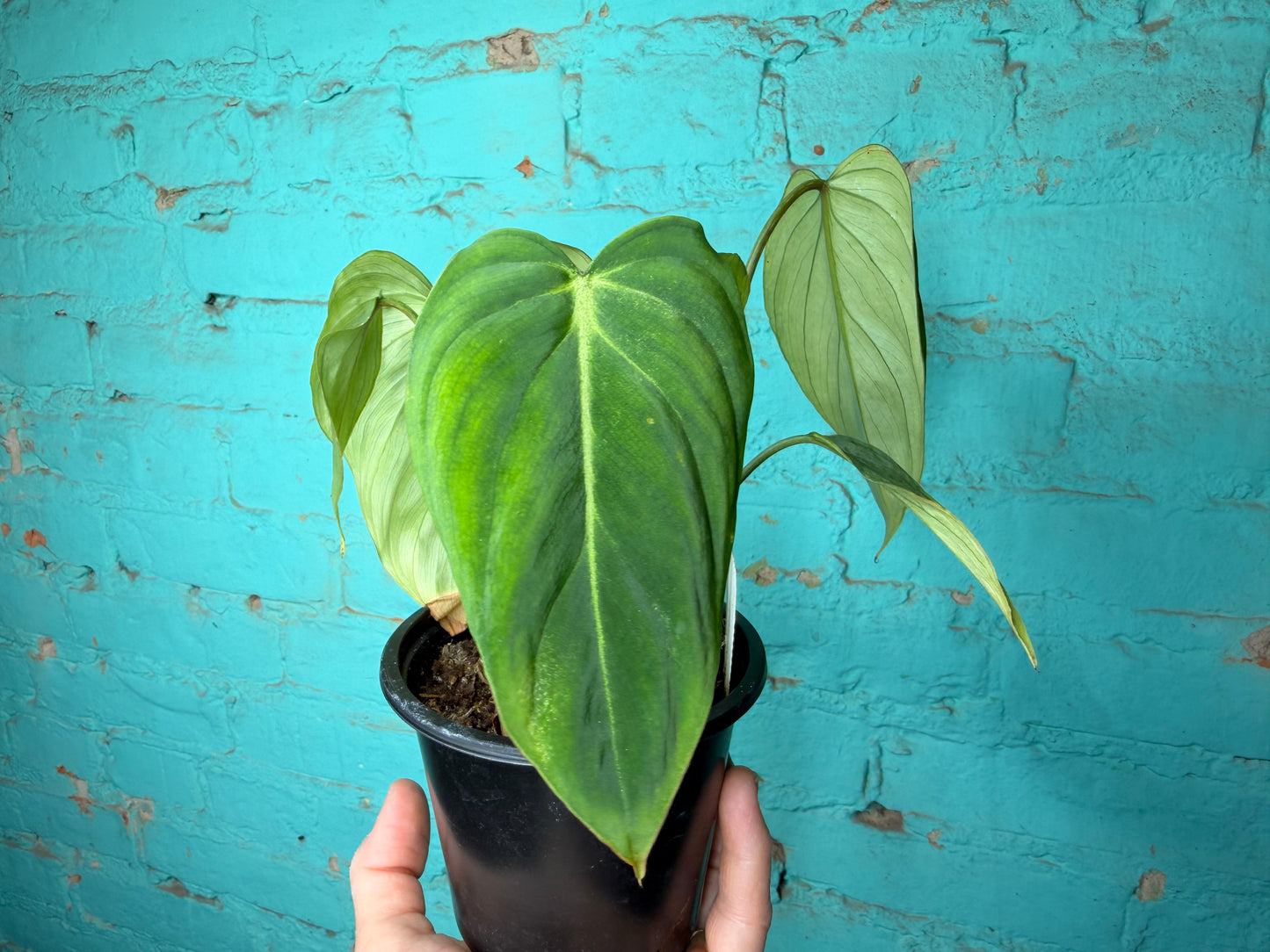 Philodendron Gloriosum 4”