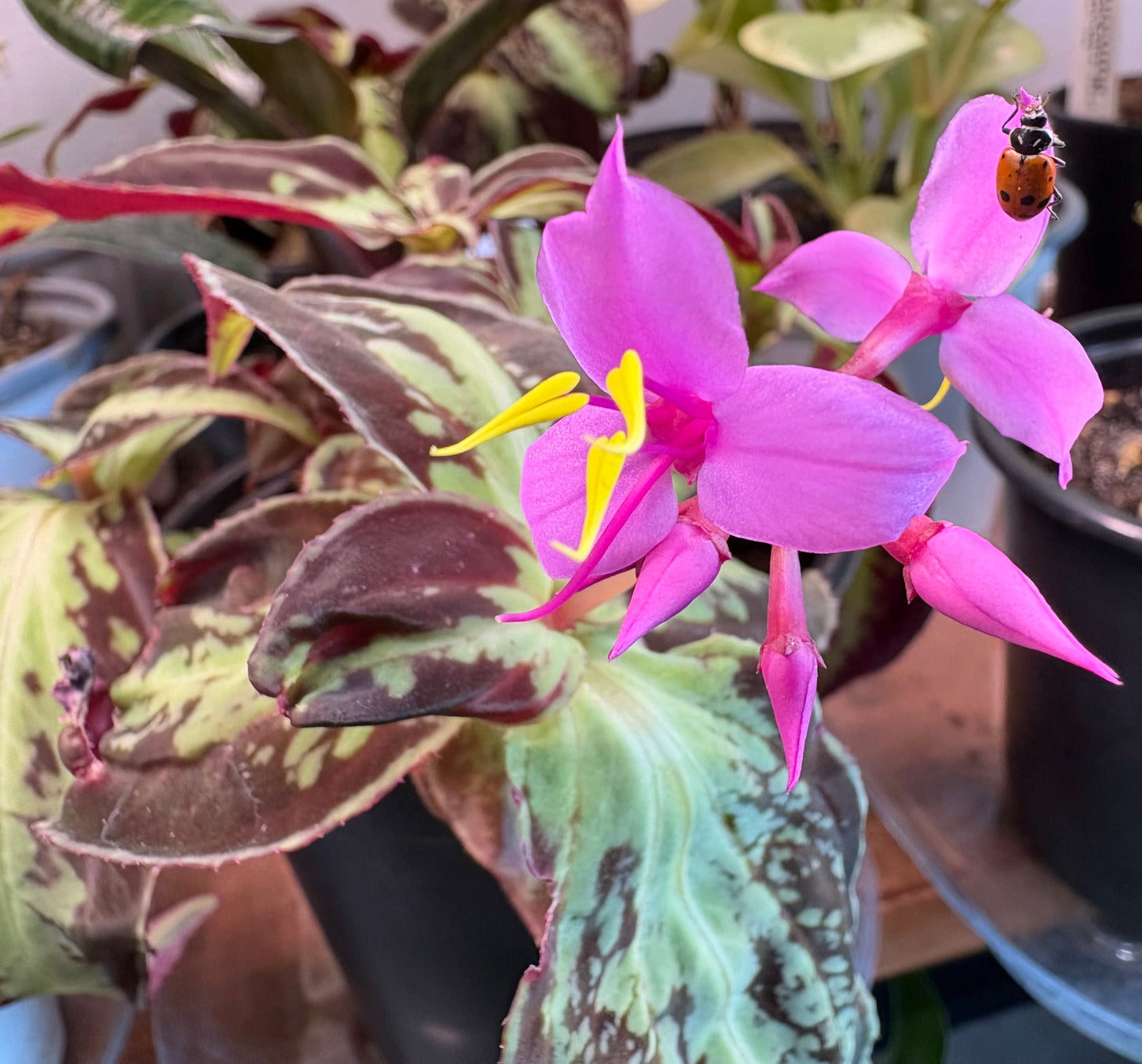 Sonerila Vietnam -Sonerila cantonensis 4”
