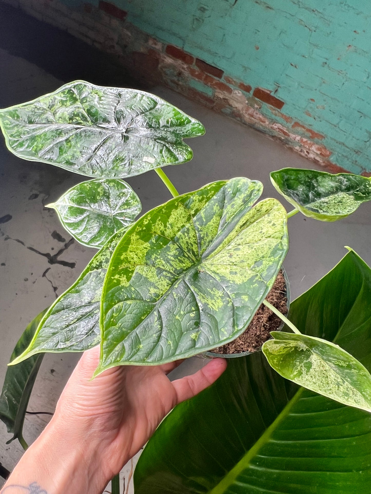 Alocasia Dragon Scale Mint 4”