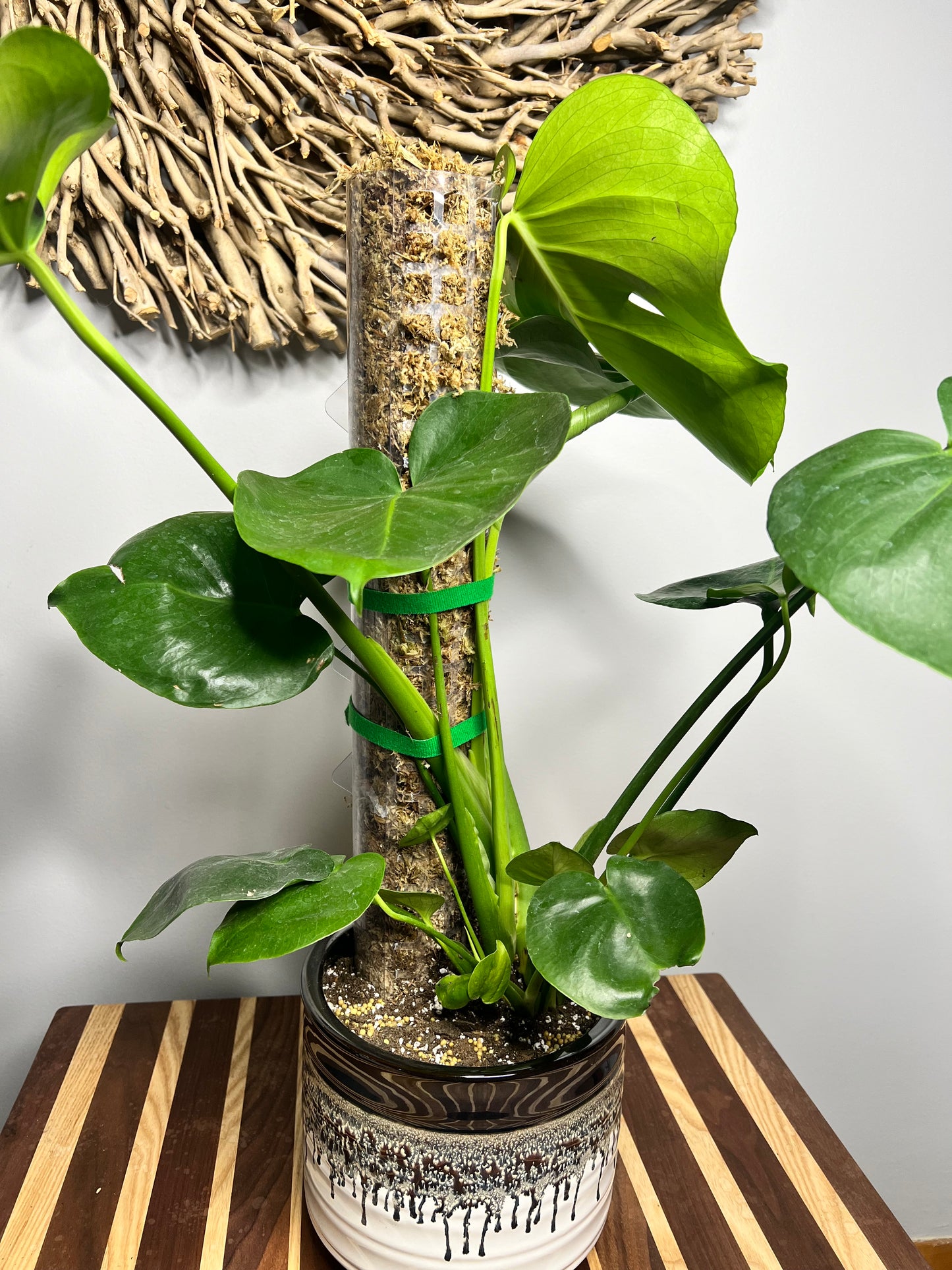 Repot Monstera with a Moss pole