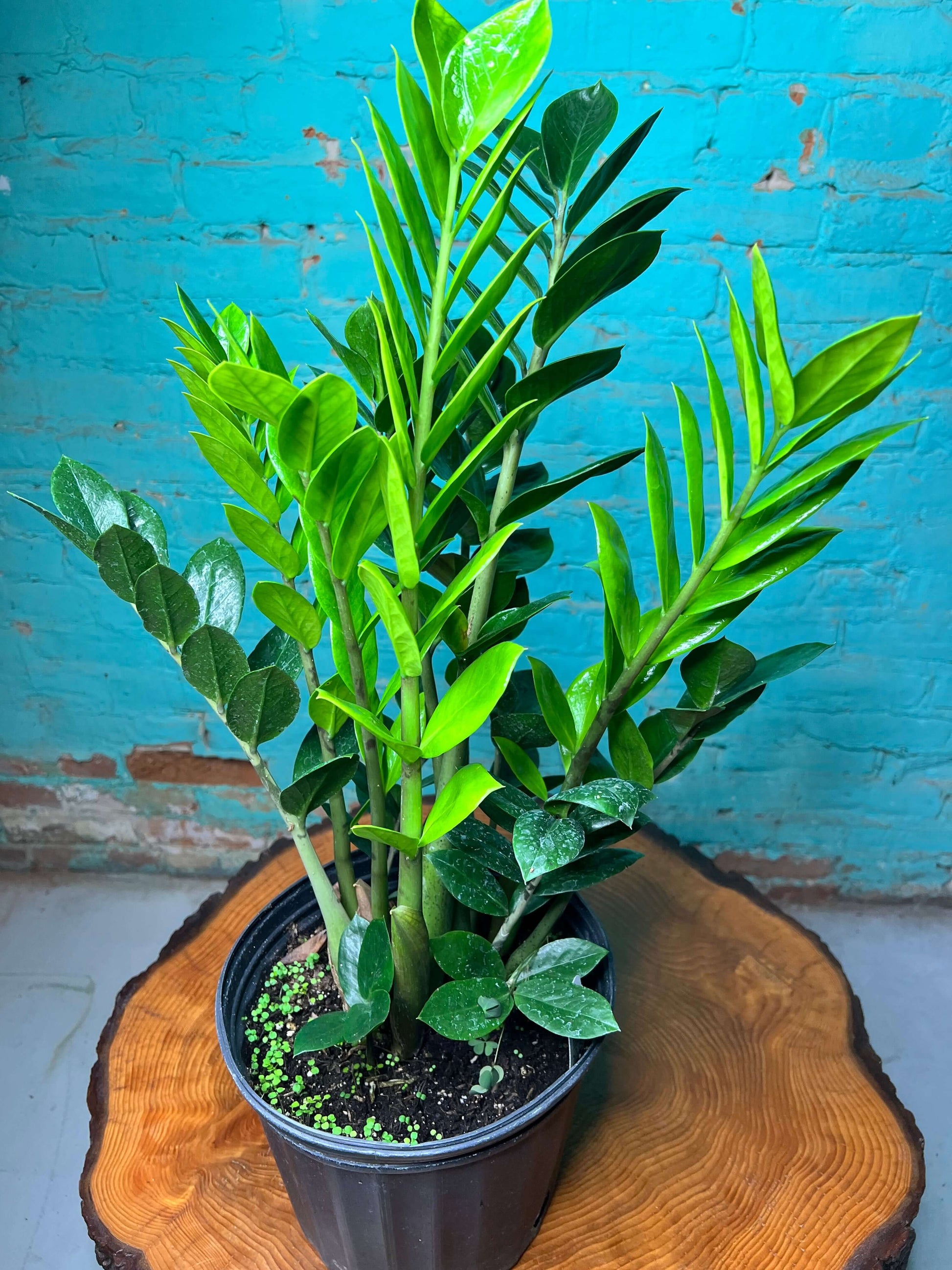 ZZ plant 8” in a black pot showcasing lush, deep green leaves against a colorful background.