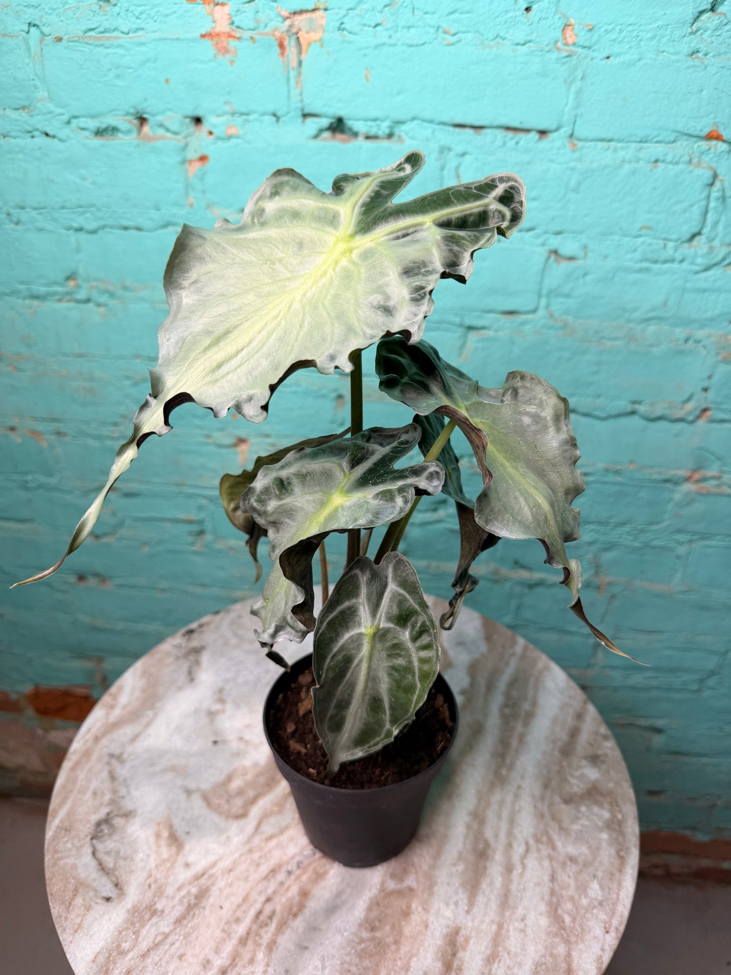 Alocasia Venom 4” (Non-TC)