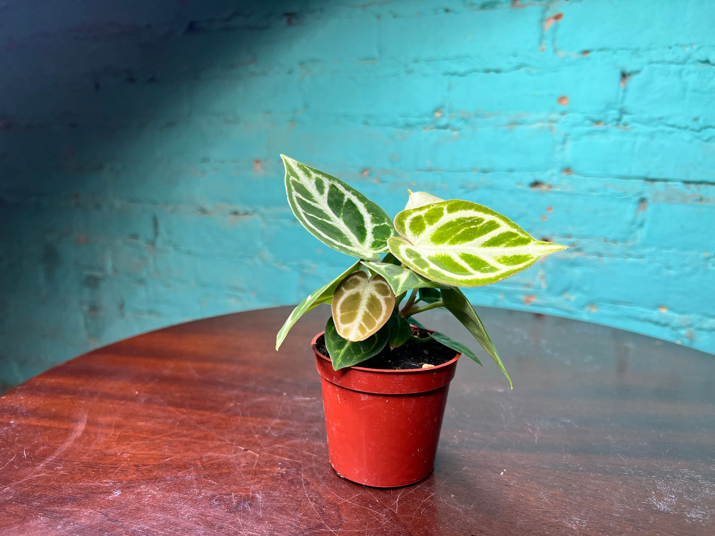 Anthurium Doryaki 3”