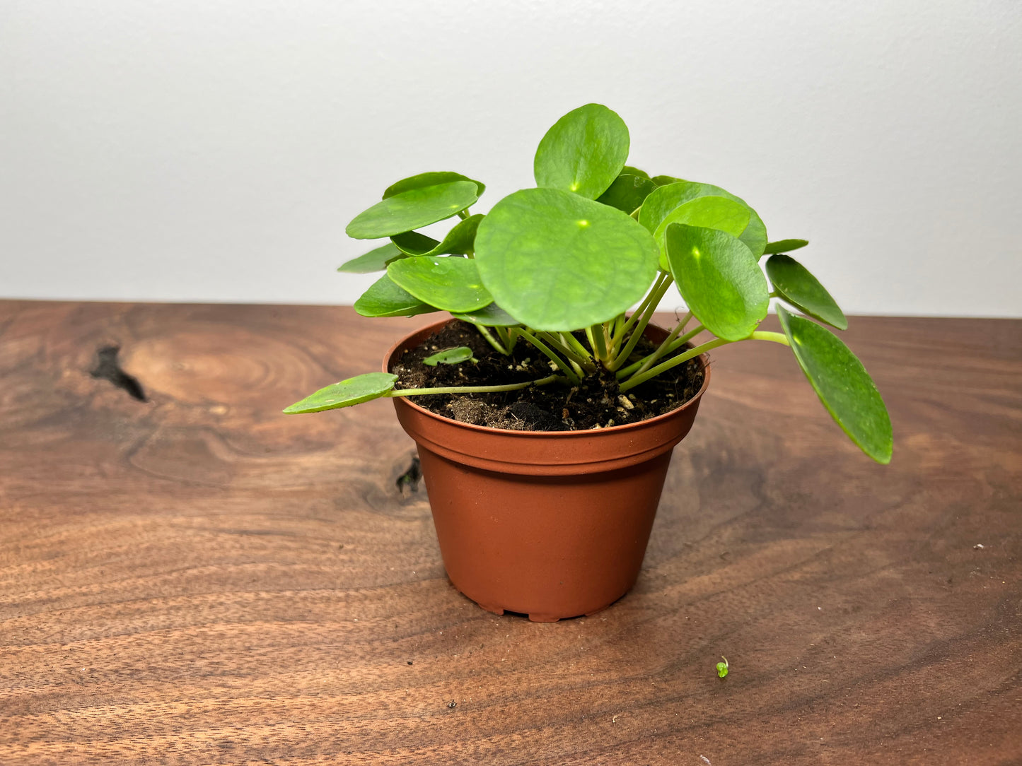 Pilea Peperomioides (4inch) Chinese Money Plant