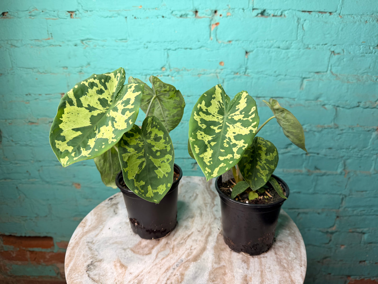 Alocasia Hilo Beauty 4”