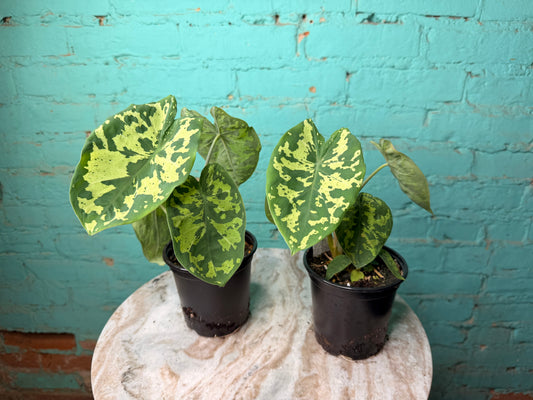 Alocasia Hilo Beauty 4”